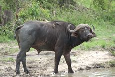Afrikanischer Büffel (46 von 102).jpg